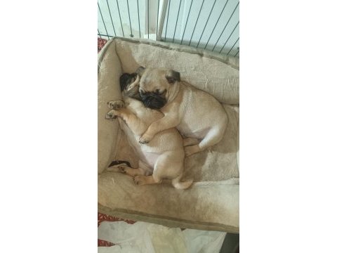 Pug yavrular yeni evine gitmeye hazır
