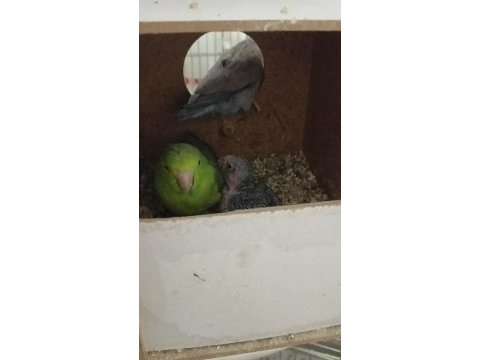 Yavrusuyla beraber sağlıklı takım forpus
