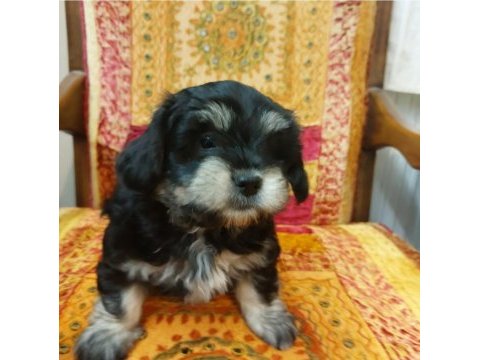 Orta boy sağlıklı cana yakın duygusal yorkie yavruları