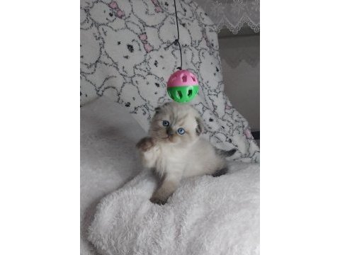 Sıcakkanlı, oyuncu ve sevecen scottish fold