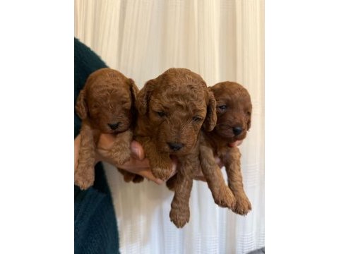 Kıvırcık toy poodle bebekler