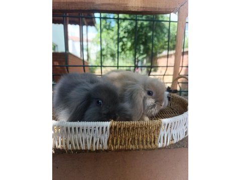 Hollanda teddy lop tavşanı yavrular