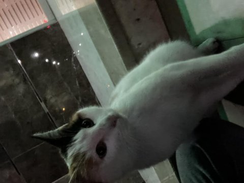 Kedimizi sahiplendirme ilanı kayseri