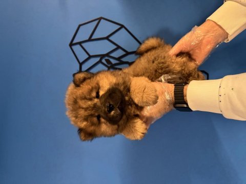 Üretim çiftliğinden kızıl chow chow yavruları