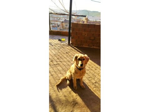 Golden retriever
