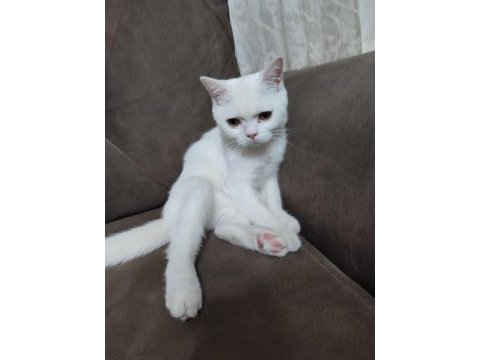 6 aylık erkek british shorthair kedimiz