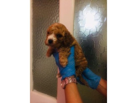 Maltipoo can dostlar ev üretimi