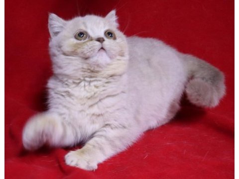 Çok özel renkli scottish fold yavru kedimiz