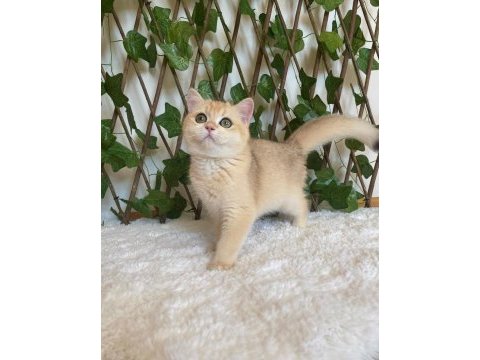 British shorthair golden ny12 dişi
