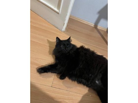 2 kardeş yurt dışına taşınacağım acil kedimiz