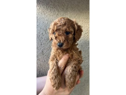 1 dişi ve 1 erkek son kalan garantili toy poodle yavrular