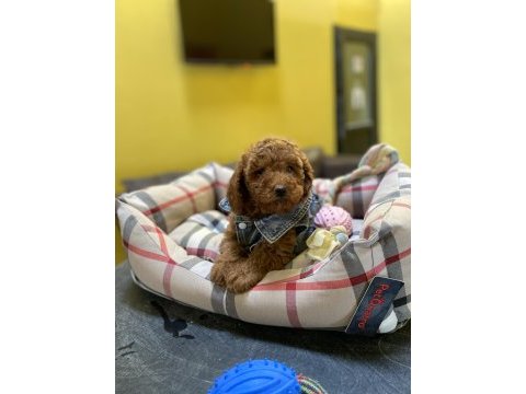Red poodle bebekler