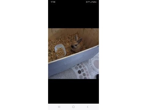 Tavşan ginepig cüce minirex