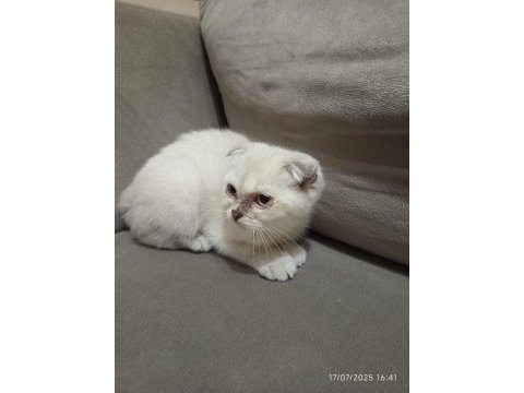 Pamuk şekerler yeni ailelerini bekliyor