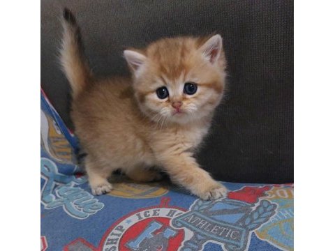 Safkan golden british shorthair