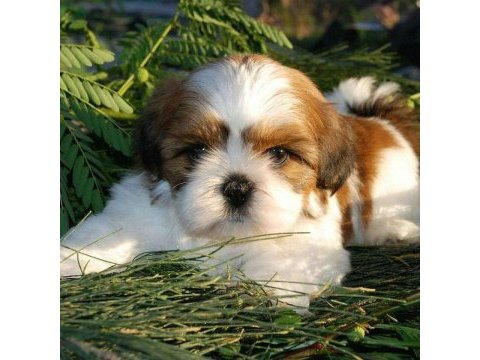 Üreticiden shih tzu yavrular