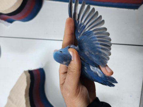 Koyu mavi forpus papağanı
