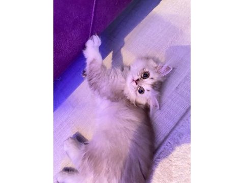 Erkek british longhair yavrumuz