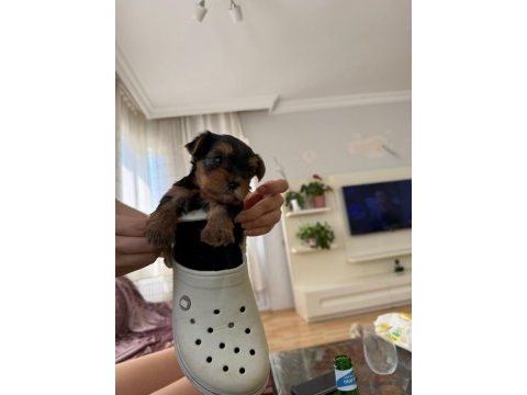 Yorkshire terrier (3 tane) 2 kız 1 erkek yavrumuz