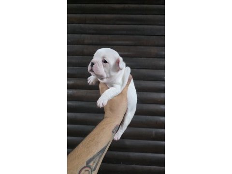 French bulldog klasik