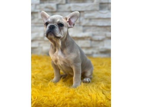 Lilac french bulldog yavru