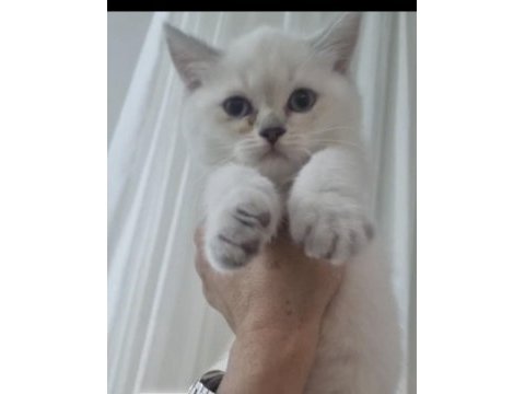 British shorthair güzelliklerim teslime hazır