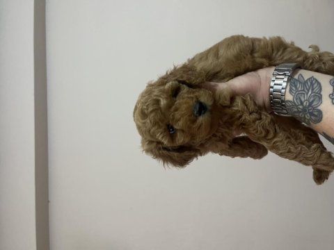 Dişi orijinal toy poodle kardeşler