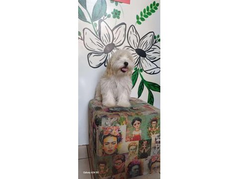 Uygun micro maltipoo yavru kapıda ödeme