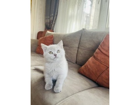 Lilac british shorthair 2 aylık yavru