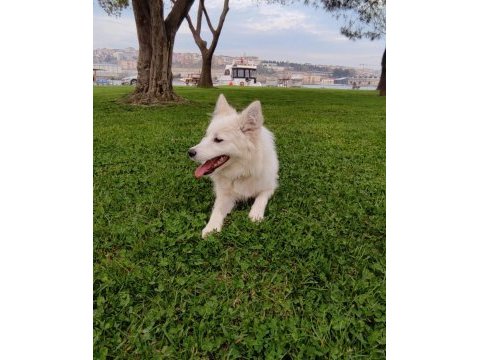 Alman spitz tatlı dişi