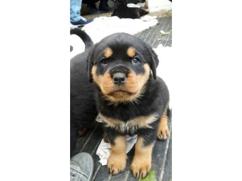 Afacan rottweiler bebekler kapıda ödeme mevcuttur