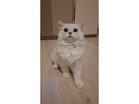 Yavru british longhair