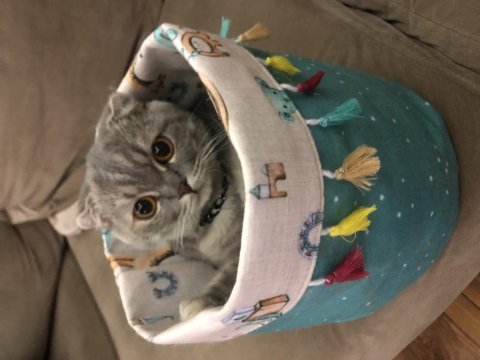 Scottish fold luna kızımıza yuva arıyoruz