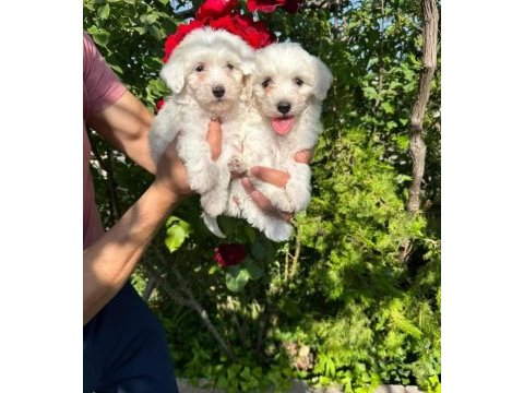Terrier yavrumuz yeni ailesini arıyor