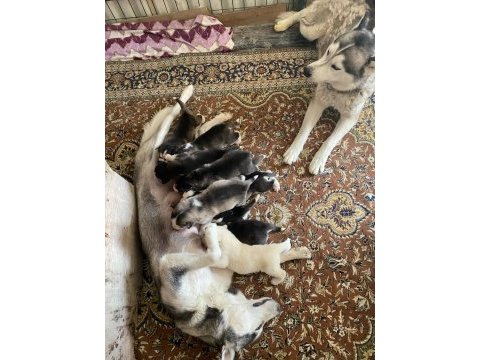 Uyguna sibirya kurdu husky bebekleri