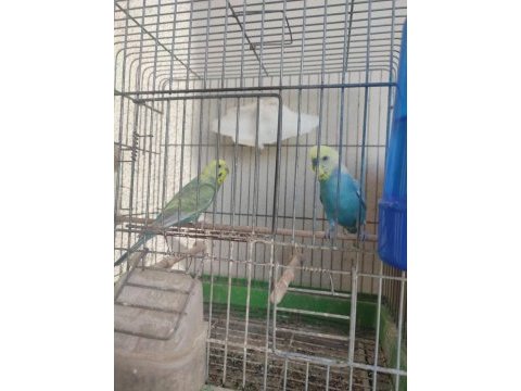 2 aylık yavrular ve yeni yeme düşmüş kuşlar