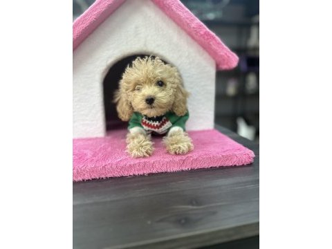 Harika teacup maltipoo yavrularım