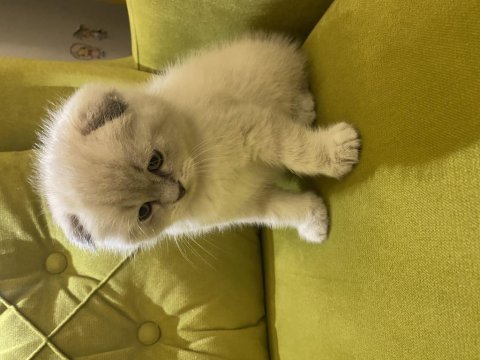 Scottish fold sıfır kulak erkek