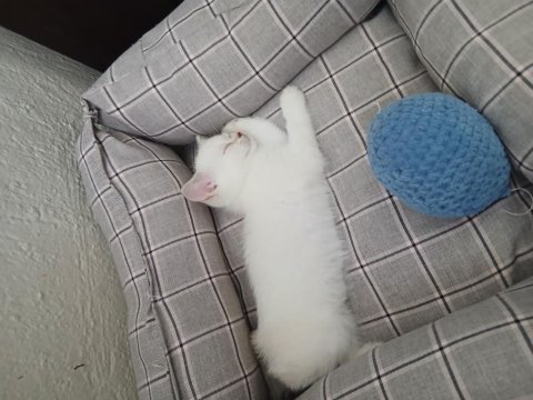 Safkan british shorthair dişi yavru