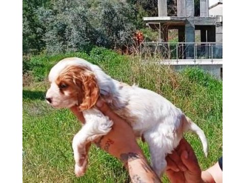 Orijinal 0 numara yavru cavalier king charlesler