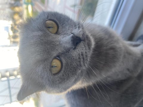 1,5 yaşında dişi british shorthair