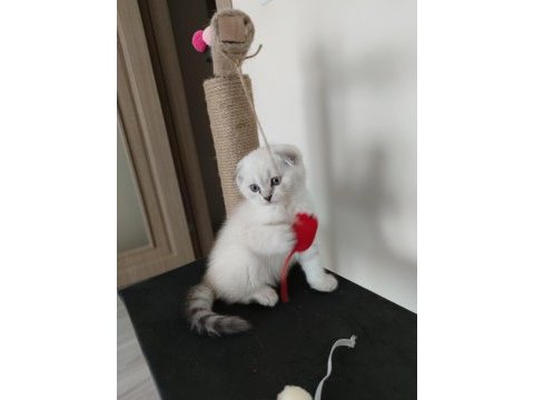 2 aylık erkek yavru scottish fold