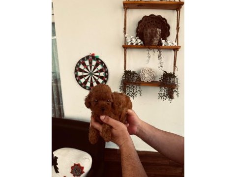 Red brown tecup poodle dişi bebek anne 2,5 kg baba 1,9 kg