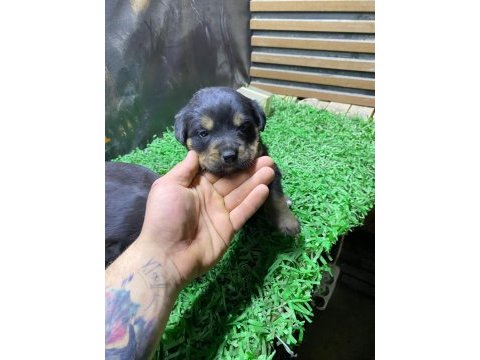 Rottweiler yavrularımız son 2 dişi