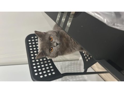 1.5 yaşında british shorthair duman yavrumuz