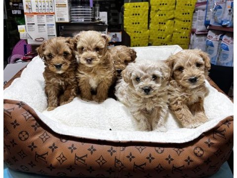 Koyu kahve maltipoo cinsi ırk ve sağlık garantili