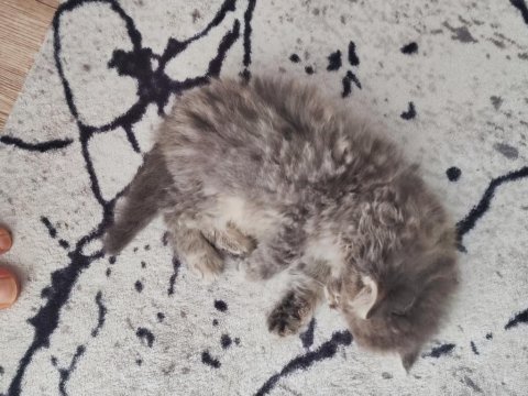 British longhair