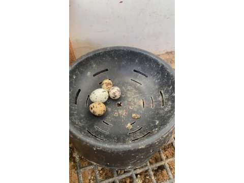 11 adet dişi erkek karışık bıldırcın