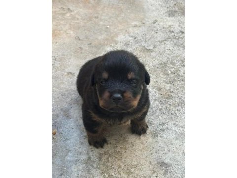 Varsa daha iyisi oda annesi rottweiler