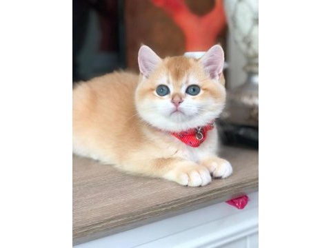 A kalite british shorthair golden yavrular